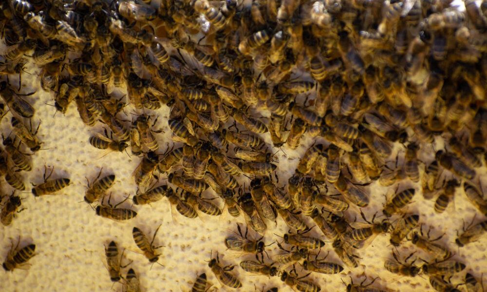 How to Reduce Bee Attraction Around Outdoor Pet Areas How to Reduce Bee Attraction Around Outdoor Pet Areas