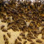 How to Reduce Bee Attraction Around Outdoor Pet Areas How to Reduce Bee Attraction Around Outdoor Pet Areas
