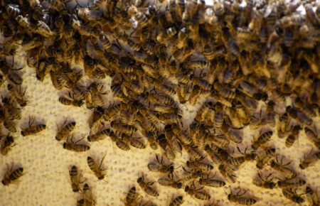 How to Reduce Bee Attraction Around Outdoor Pet Areas